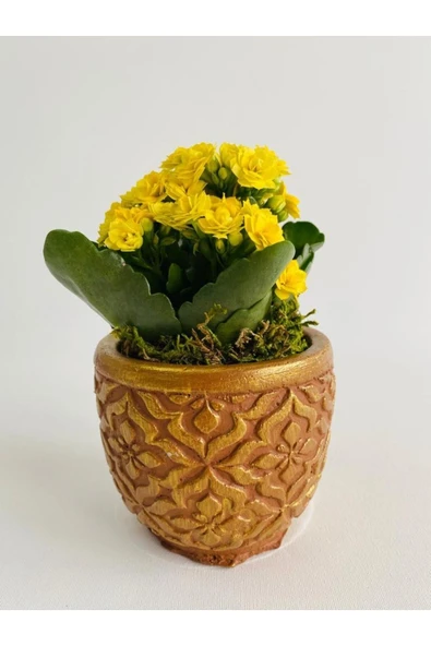 Kahverengi Mozaik Desenli Dekoratif Beton Saksıda Sarı Kalanchoe(kalanşo) - 2