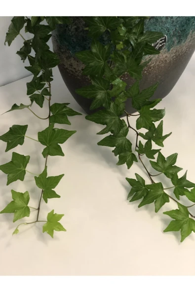 Hedera Helix - Resim 3