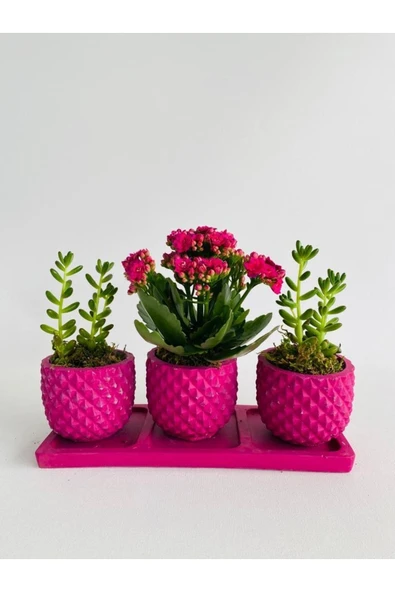 Trio Model Beton Saksıda Kalanchoe Ile Sukulent - Resim 3