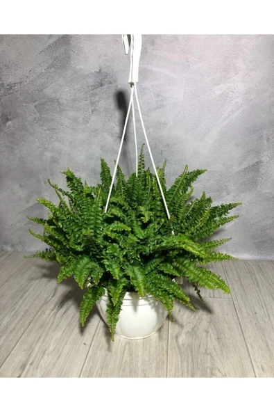 Aşk Merdiveni ( Fujer ) Askılı ürün görseli