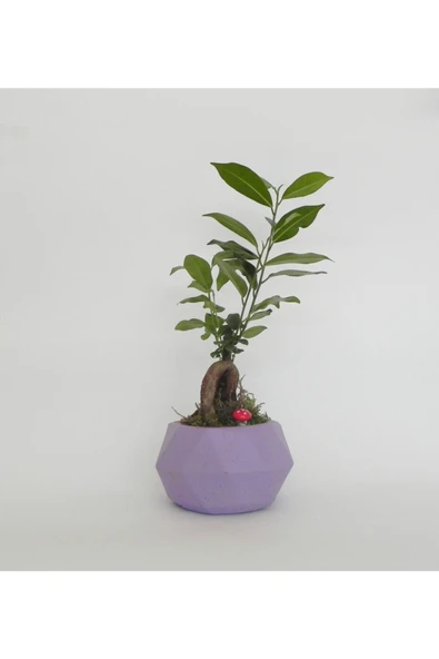 Likya Saksıda Ficus Gieseng Bonsai - Resim 2