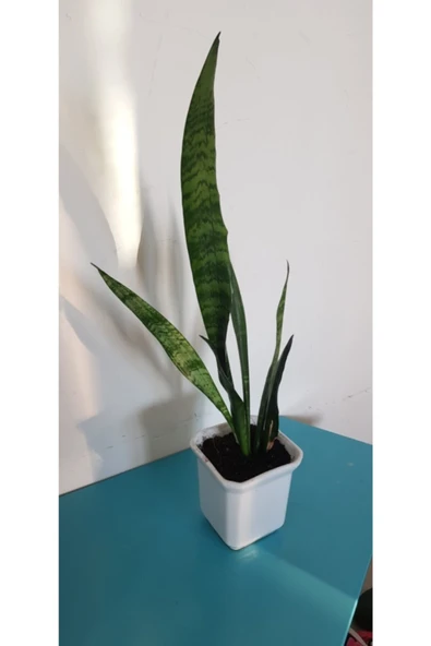 Kılıç Çiçeği - Resim 3