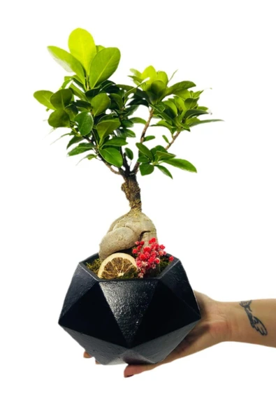 Büyük Siyah Geometrik Serisi Ficus Gingseng Bonsai Tasarım - Resim 3