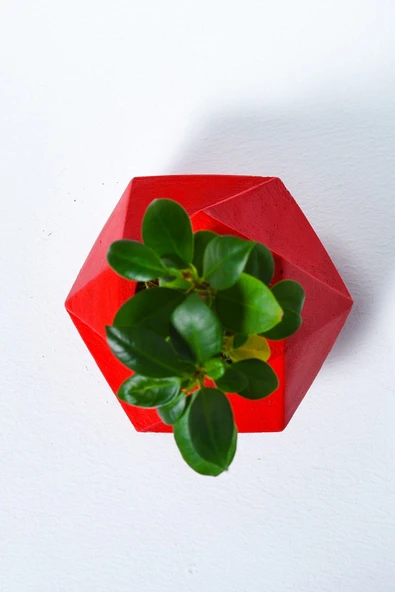 Geo Serisi Red Ficus Bonsai - Resim 2