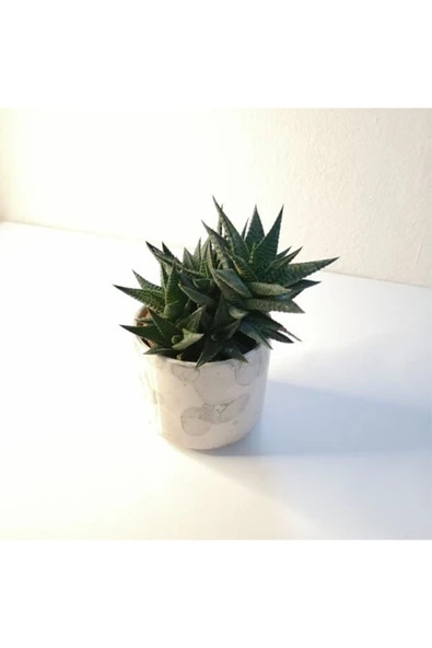 Haworthia Limifolia Beyaz Seramik Saksılı - Resim 2