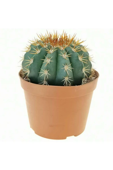 12 cm çap Melo kaktüs Melocactus Matanzanus ürün görseli