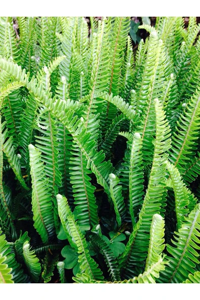 Aşk Merdiveni Çiçeği - Resim 3