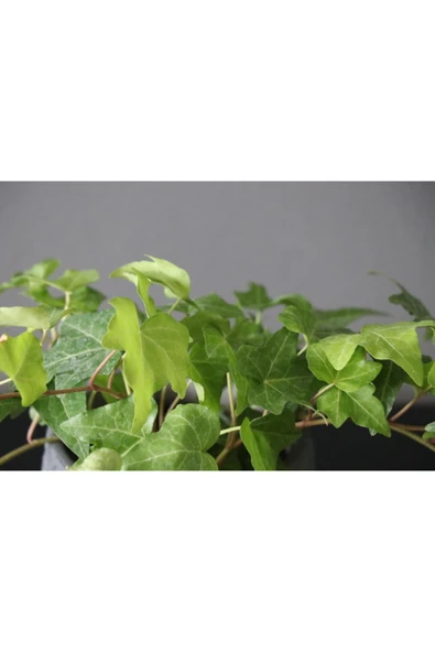 Hedera Helix Ev Ofis Bitkisi Sarkıcı Sarıcı Bitki - Resim 2