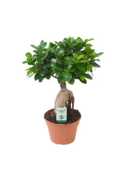 Bonsai Ficus 'ginseng' M ürün görseli