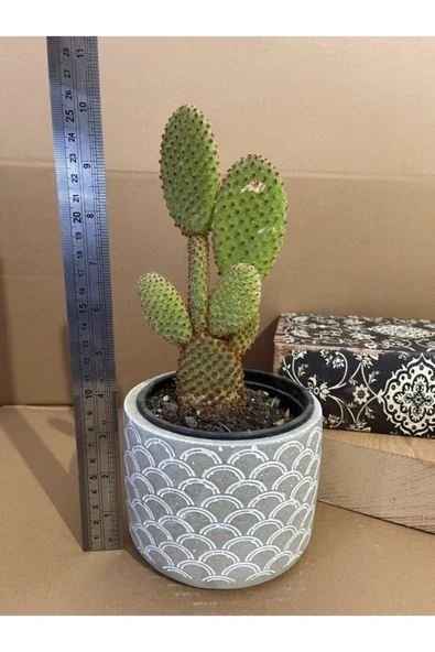 Opuntia Microdasys Rufida 12*9 Cm Beton Saksıda Kaktüs ürün görseli