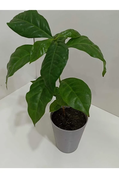 Kahve Çiçeği Coffea Arabica - Kahve Fidanı
