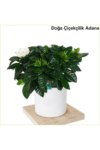 Gardenya Dekoratif Saksıda Hava Temizleyici Çiçek ürün görseli