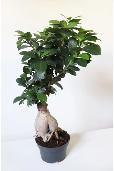 Ficus Ginseng Bonsai Ev Ofis Salon Bitkisi - Resim 2