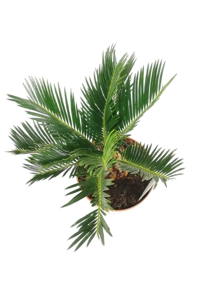 Sikas Palmiyesi Mini Cycas Revoluta Japon Sago Palm - 5