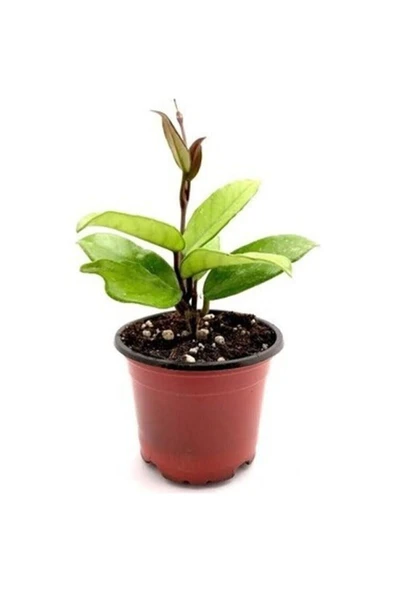 Mum Çiçeği Pembe(fuşya) Hoya Carnosa Kokulu - Resim 2