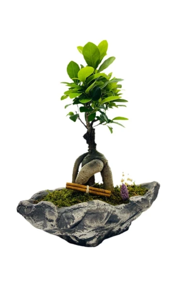 Kayık Serisi Ficus Gingseng Bonsai Tasarım - 2