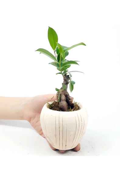 Eskitme Çizgi Desenli Saksıda Ficus Bonsai