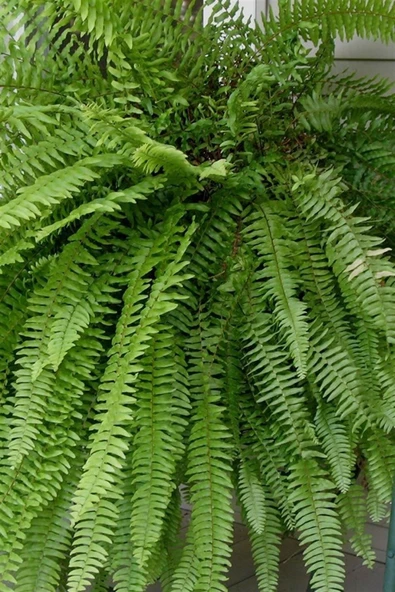 Aşk Merdiveni (20~40 Cm) - Resim 3