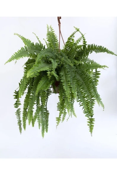 Askılı Saksıda Aşk Merdiveni Nephrolepis Çiçeği ürün görseli
