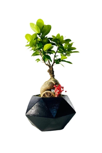 Büyük Siyah Geometrik Serisi Ficus Gingseng Bonsai Tasarım ürün görseli