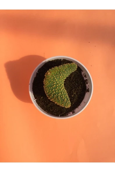 Opuntia Microdasys Var. Pallida F. Cristata - Resim 3