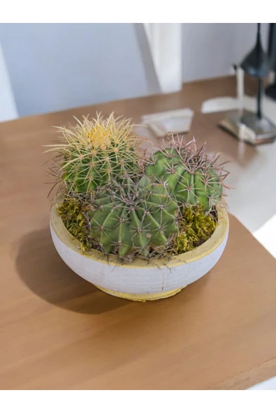 25 cm Dekoratif Saksıda Melo, Altın Fıçı ve Kaynana Topuzu 3 büyük özel kaktüs