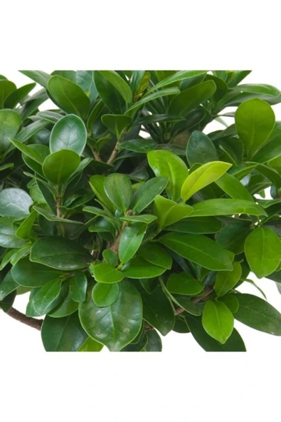 Bonsai Ficus 'ginseng' M - Resim 2