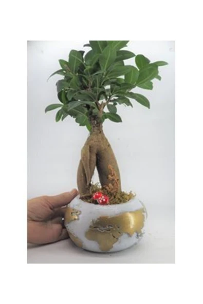 Ficus Ginseng Bonsai & Beyaz Dünyam Beton Saksıda Hediyelik Canlı Çiçek - Resim 2