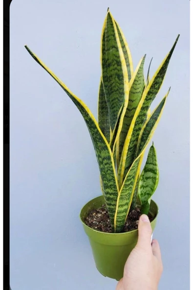 Alacalı Paşa Kılıcı Sanseveria ürün görseli