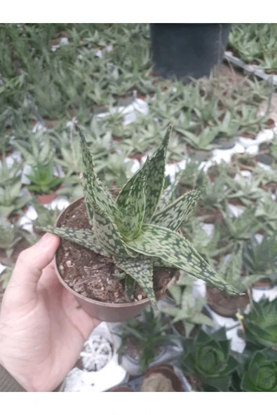 Aloe Variegata - Aloe Vera - 12 Cm Saksıda - Resim 2