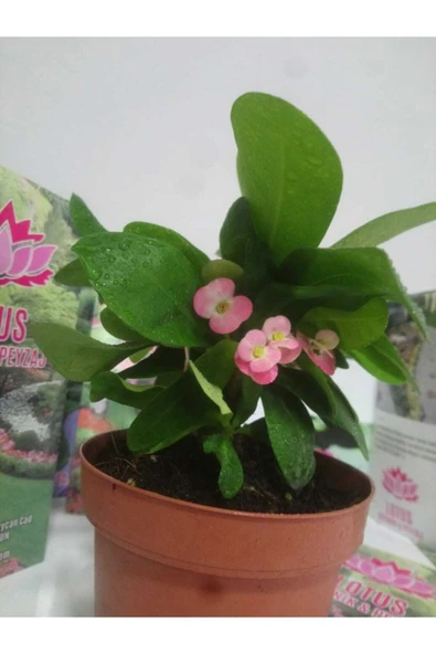 12lik Saksıda Euphorbia Milii Kaktüs Dikenler Tacı Pembe Renkli - Resim 4