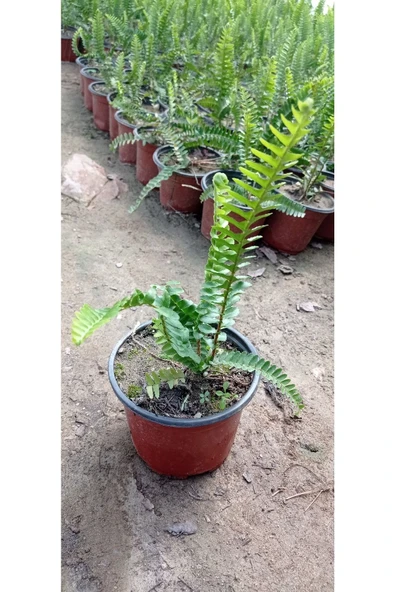 (panjur)aşk Merdiveni ürün görseli