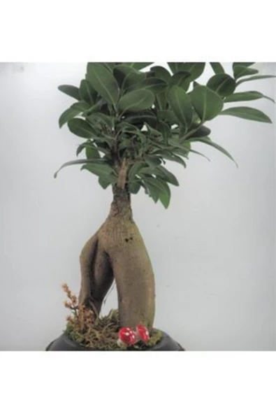 Ficus Ginseng Bonsai & Siyah Dünyam Beton Saksıda Hediyelik Canlı Çiçek - Resim 3