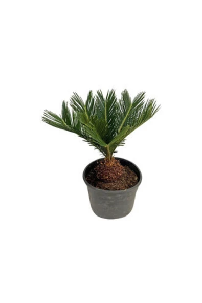 Cycas Revoluta (japon Palmiyesi) ürün görseli 1