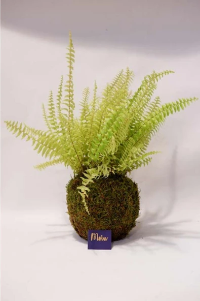 Aşk Merdiveni Kokedama ürün görseli 1