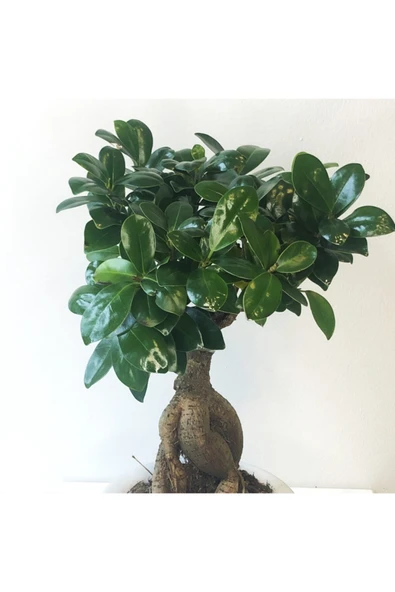 Ficus Bonsai - Ficus Ginseng -Adam Ağaç 30-40 cm Arası - Resim 2