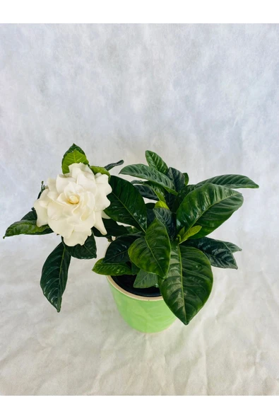 Gardenya Çiçeği Kokulu - 2
