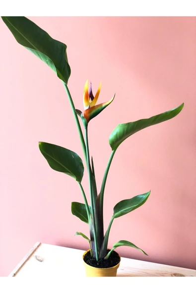 Parmia Garden Starliçe Reginae - Resim 4