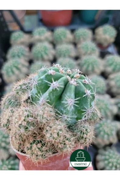 Kaynana Topuzu -echinopsis- Çiçek Açar - Resim 4