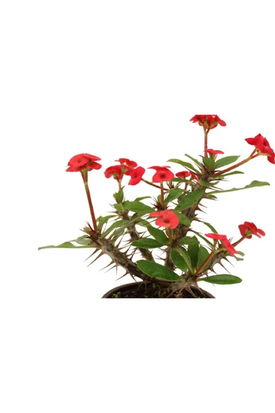 Euphorbia Milli Dikenler Tacı Kırmızı Çiçekli 20cm Iç Mekan Dekoratif Bitki - Resim 3