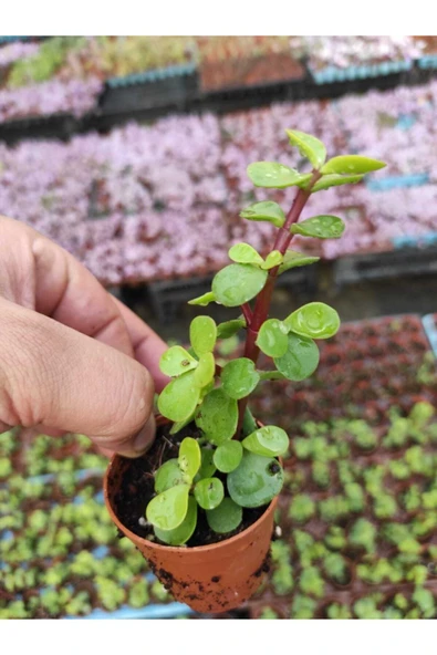 Para Çiçeği ürün görseli