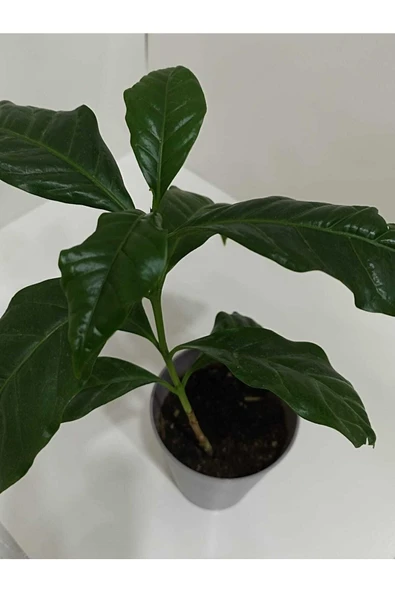 Kahve Çiçeği Coffea Arabica - Kahve Fidanı - 2
