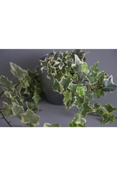 Hedera Helix Goldchild Sarkıcı Sarıcı Bitki - Resim 2