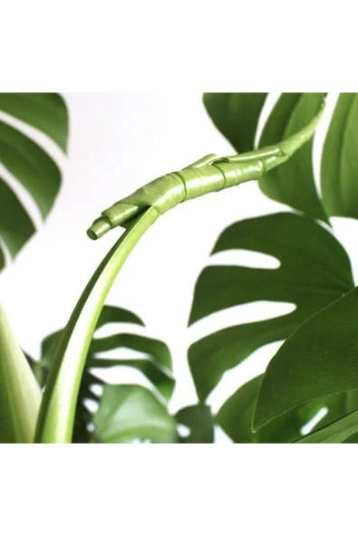 Monstera Delıcıosa Deve Tabanı Ev Bitkisi Salon Bitkisi Ofis Bitkisi - Resim 2