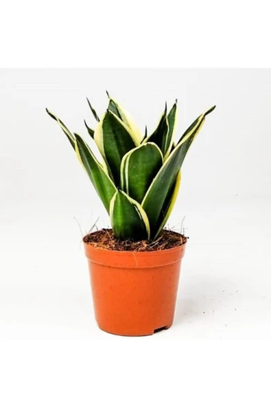 Paşa Kılıcı Ya Da Peygamber Kılıcı ürün görseli