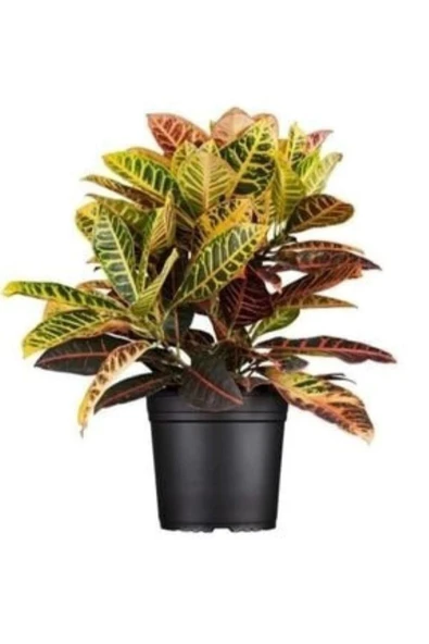 Kroton Croton Petra 20 - 40 Cm ürün görseli