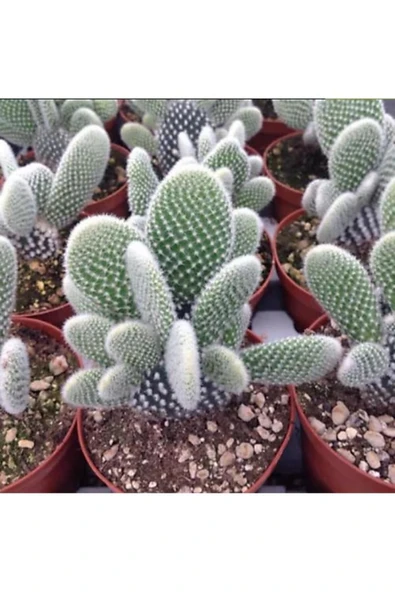 KAKTÜS ( TAVŞAN KULAĞI ) ürün görseli