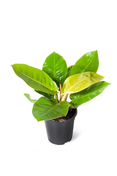 Philodendron Moonlight (ithal) 17cm Ø H:40 ürün görseli 1