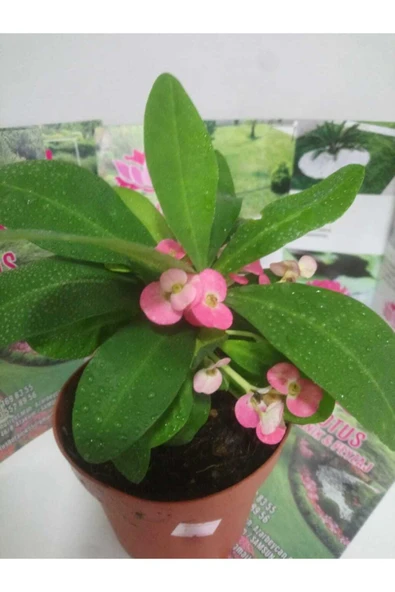 12lik Saksıda Euphorbia Milii Kaktüs Dikenler Tacı Pembe Renkli ürün görseli