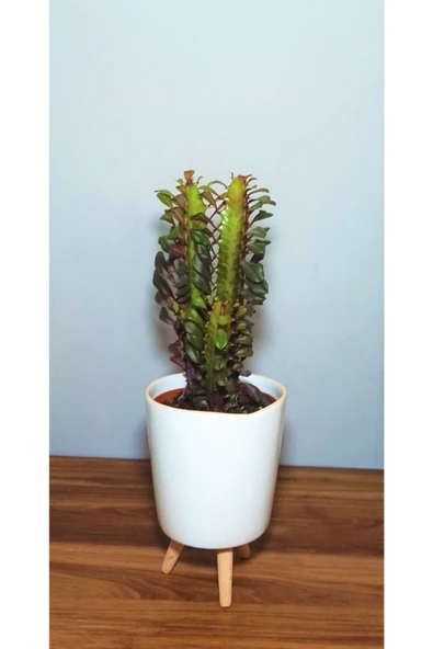 Euphorbia Trigona Rubra ürün görseli 1